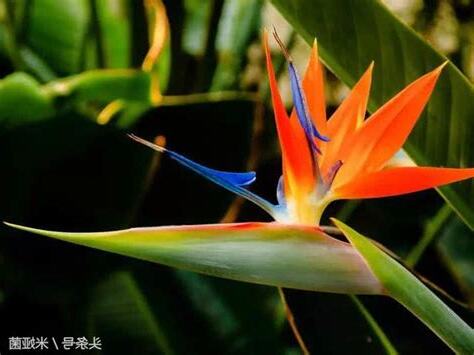 天堂鳥 開花